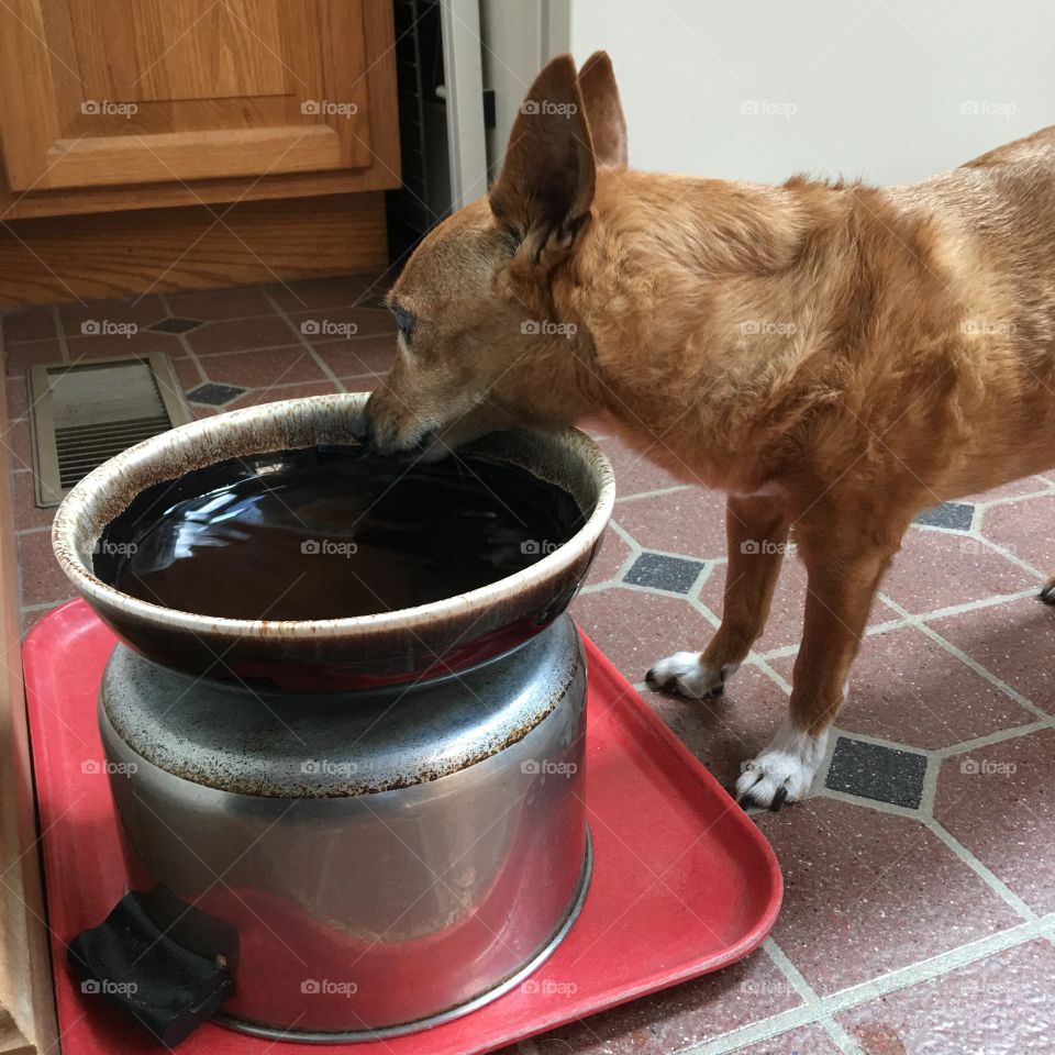 Dog Drinking or Eating At Correct Height
We were told by our Vet this is the proper height for our dog to eat or drink. The dish should be even with the stomach for easier swallowing. So we adapted what we had at home to do this!