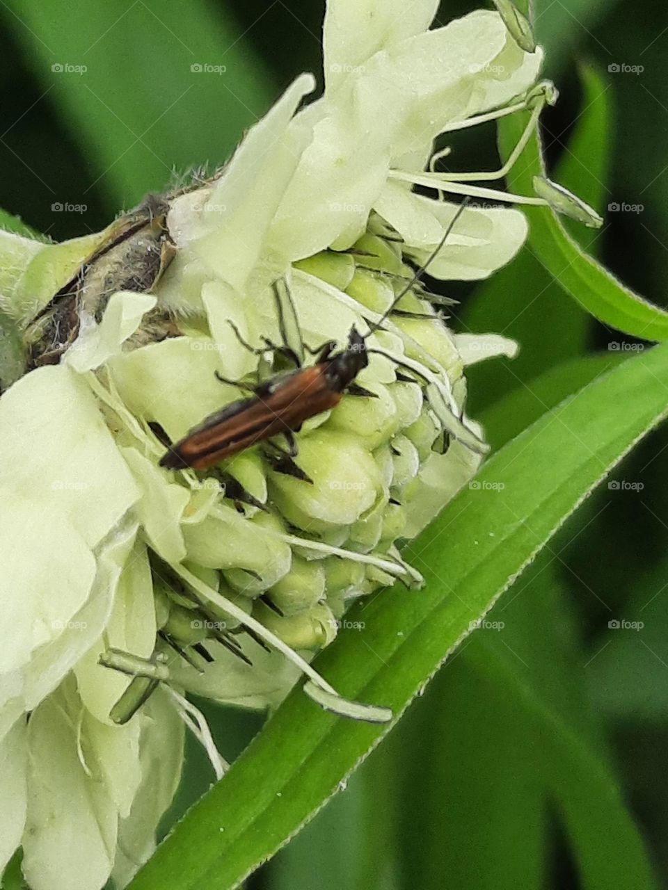 close-up of bug on Cephalaria gigantea green flower