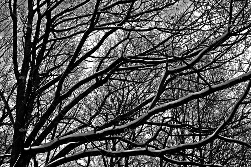 Snowy branches