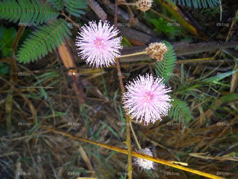 flower Mimosa pudica in bloom