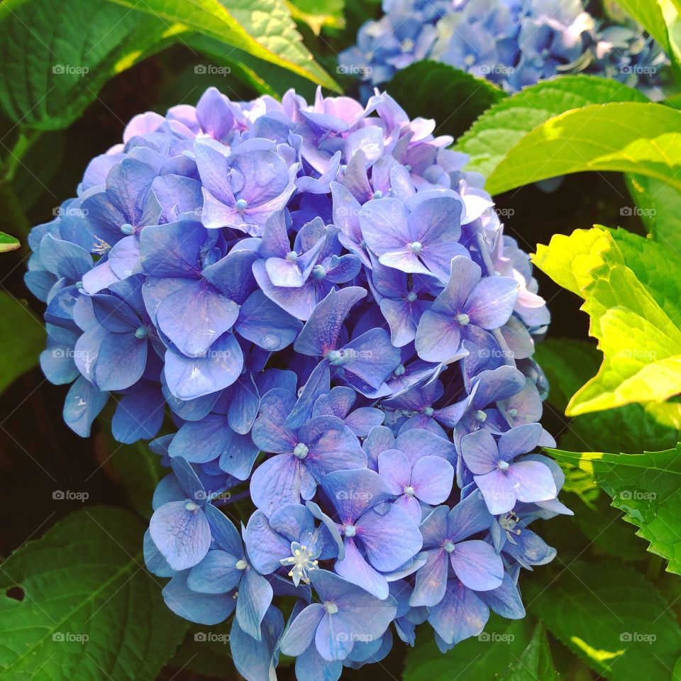 Lavender hydrangea summer bloom