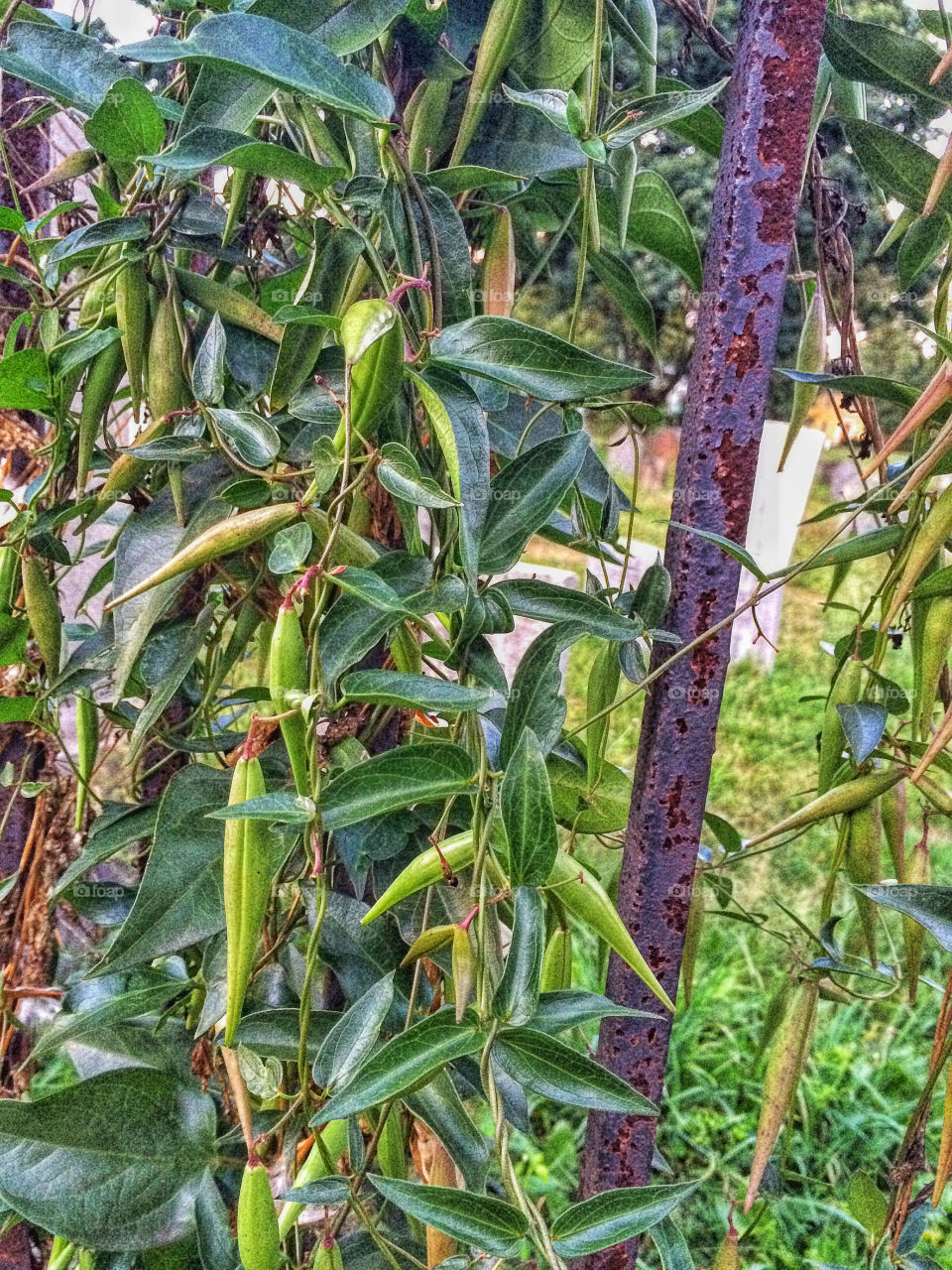 Beans at a cemetery...