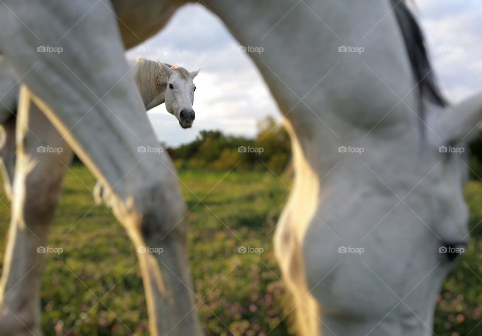 Horse framed by Another Horse