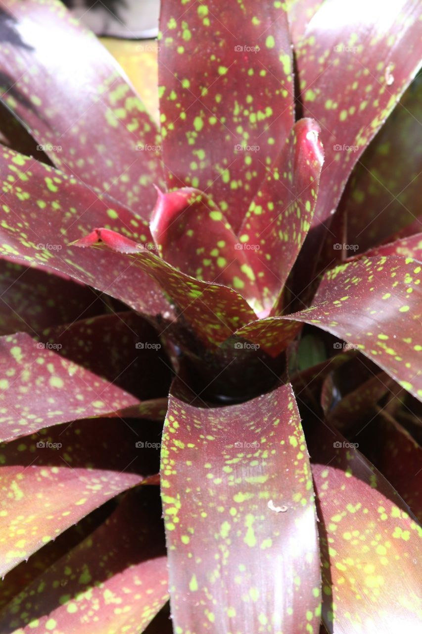 Grand Cayman Island Tropical Garden