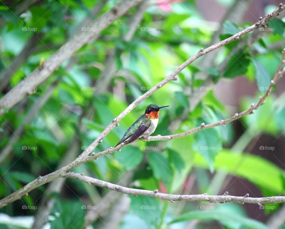 Ruby throated hummingbird 