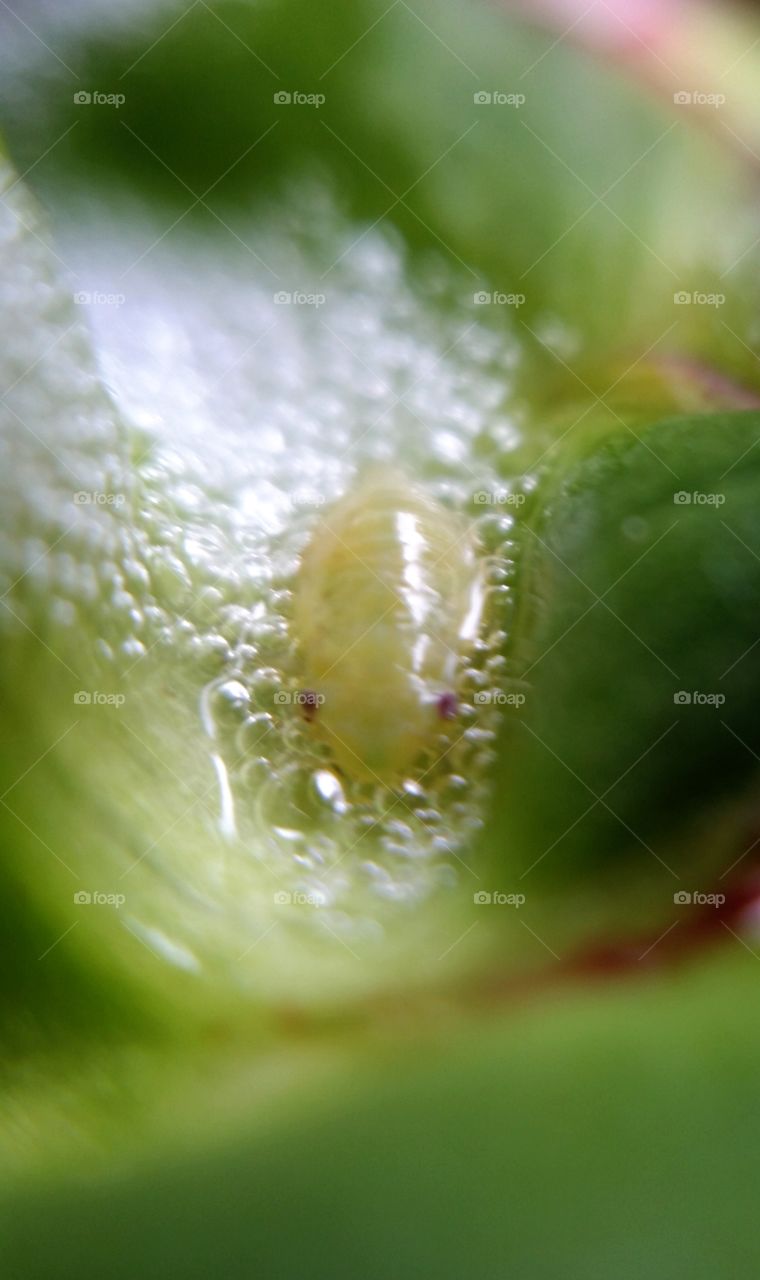 Spit bug resting on a leaf.