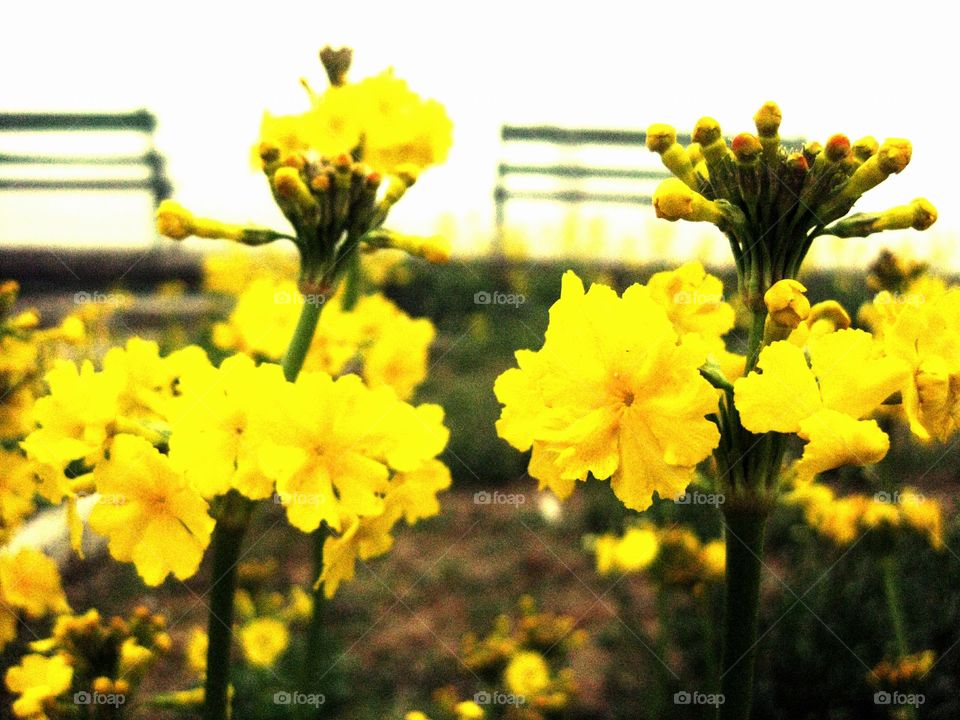 Yellow flowers at garden
