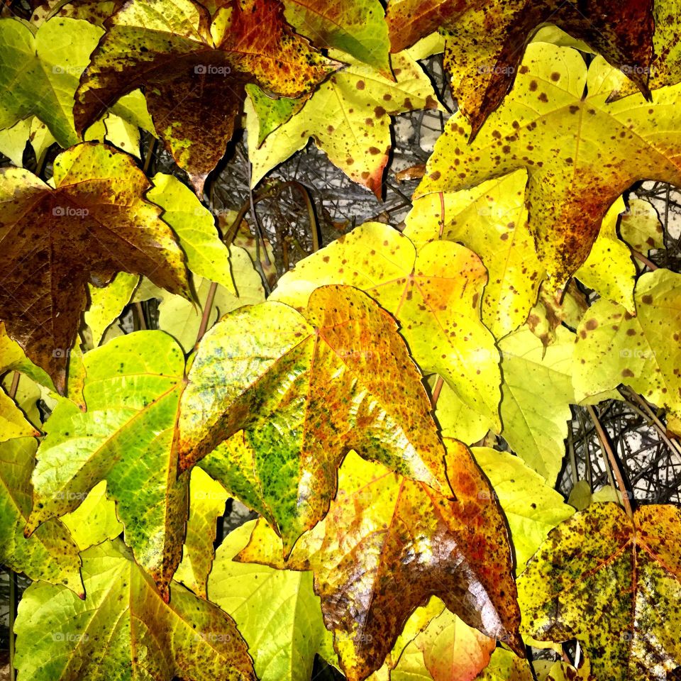 Yellow slippery autumn leaves