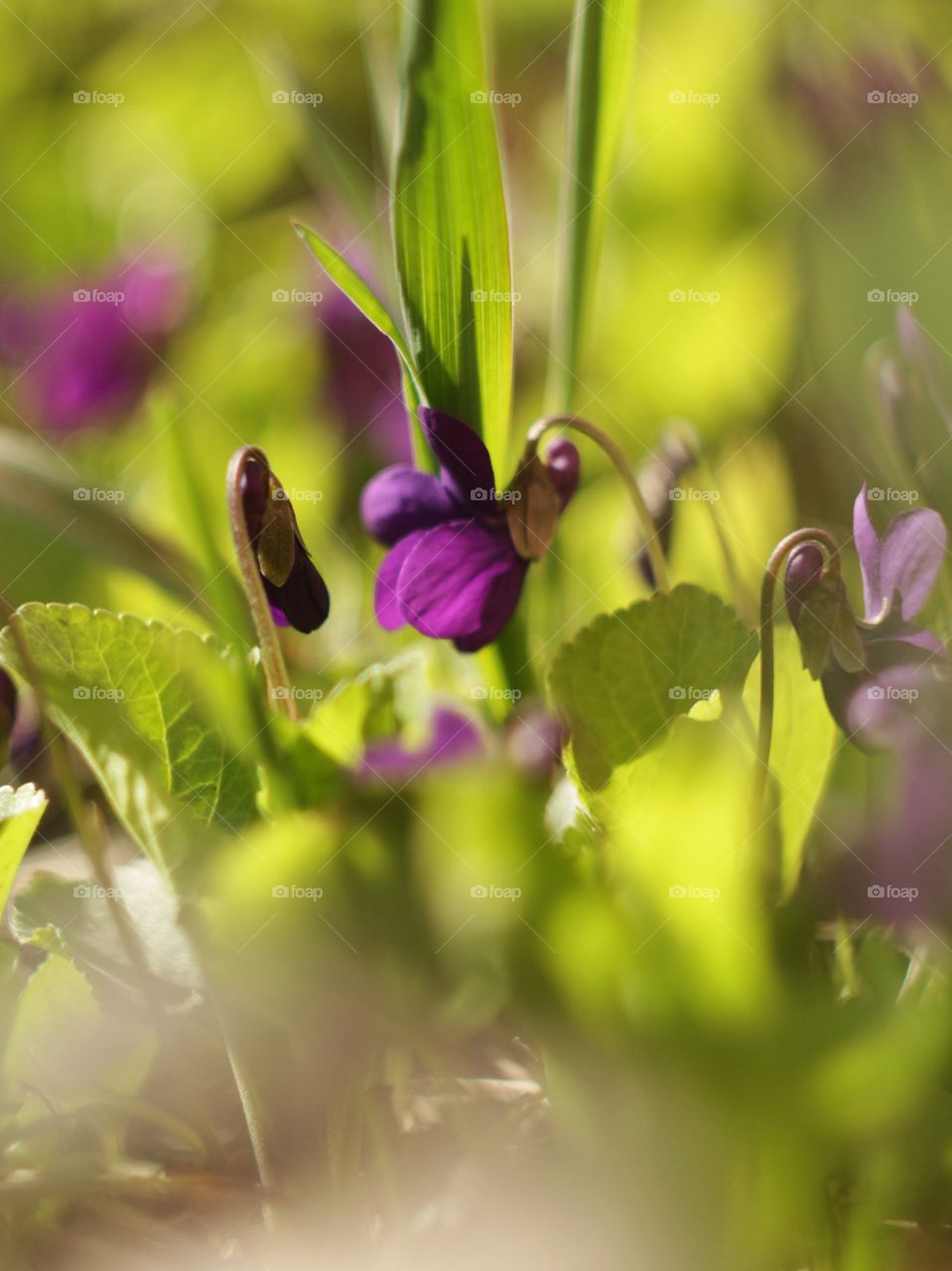 Spring flowers 