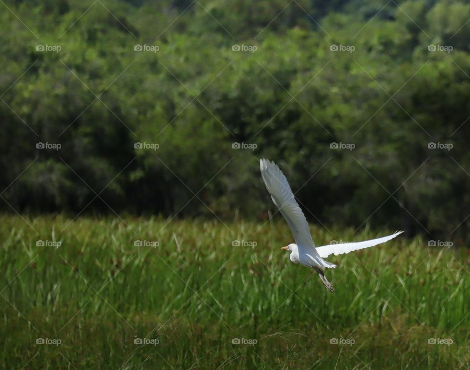 i scared the bird so i could take a picture of it while flying
