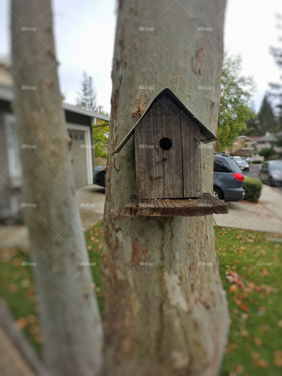 bird home