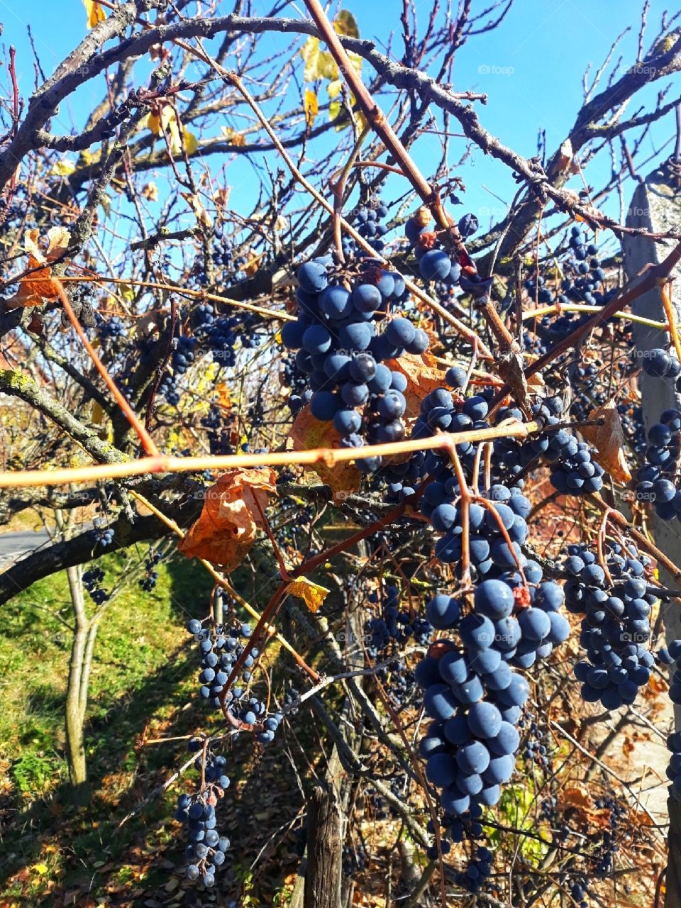 The autumnal fruitage