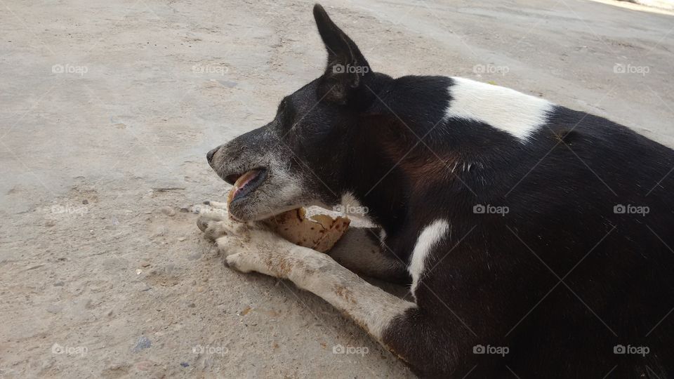 dog. eating in various style.