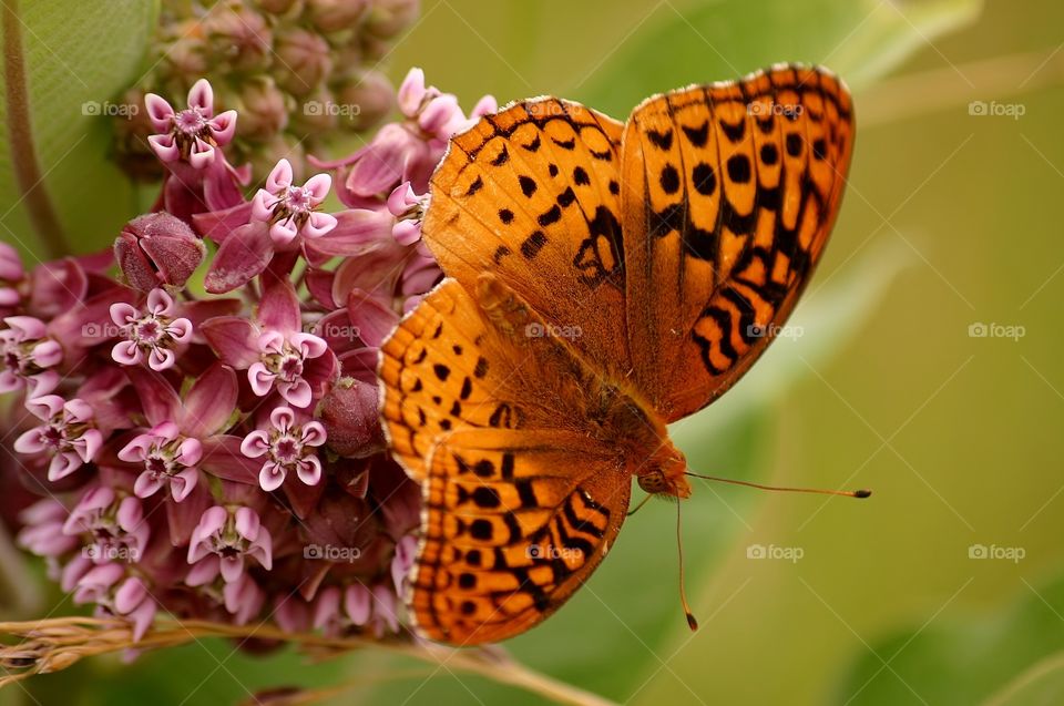Butterfly on wildflowers. Blueridge Mountains