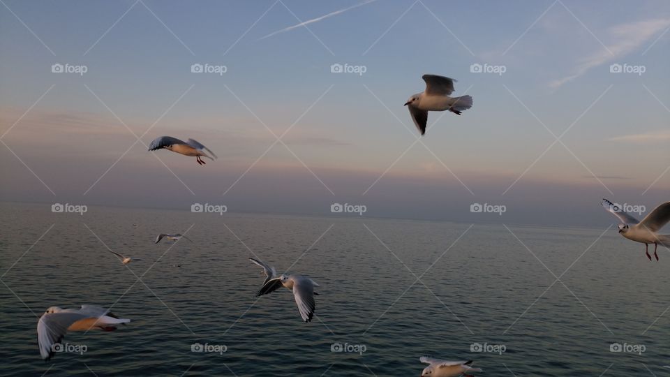 Bird, Seagulls, No Person, Flight, Water