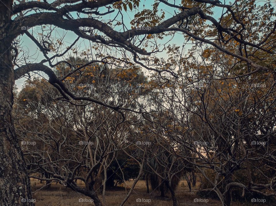 Mysterious atmosphere forest