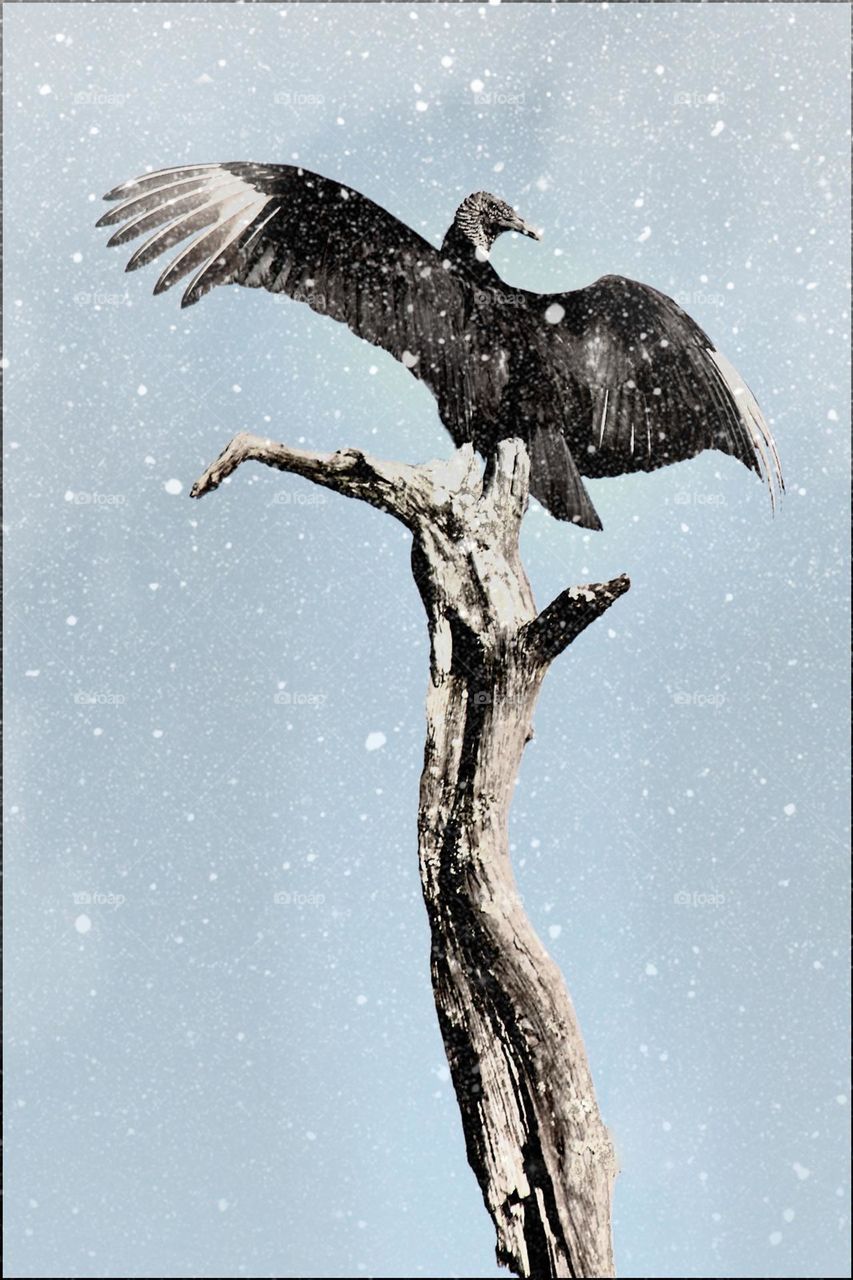 A vulture spreading her wings out as it starts to snow.