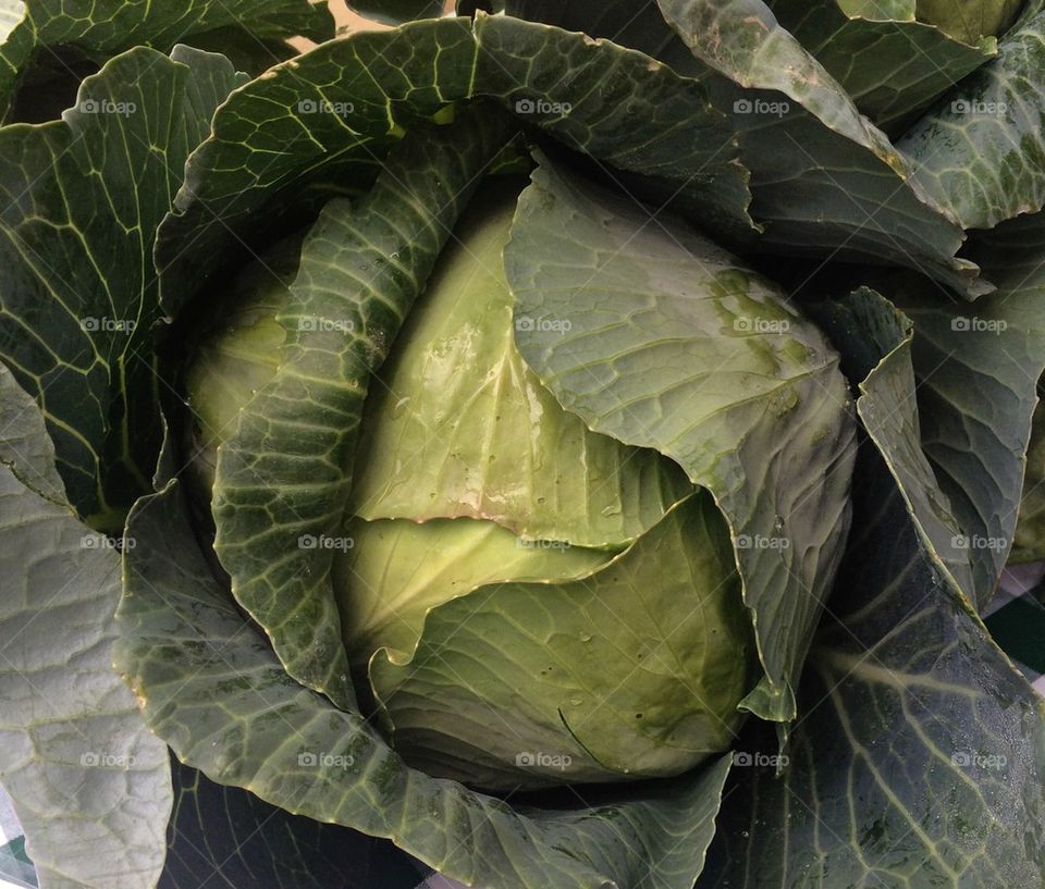 Cabbage