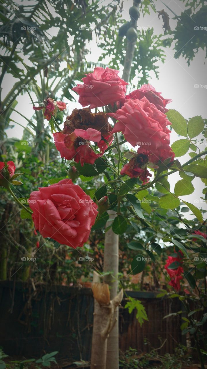 Rosas - roseiras...