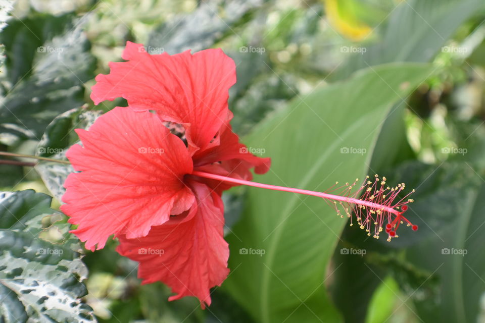 hibiscus flower