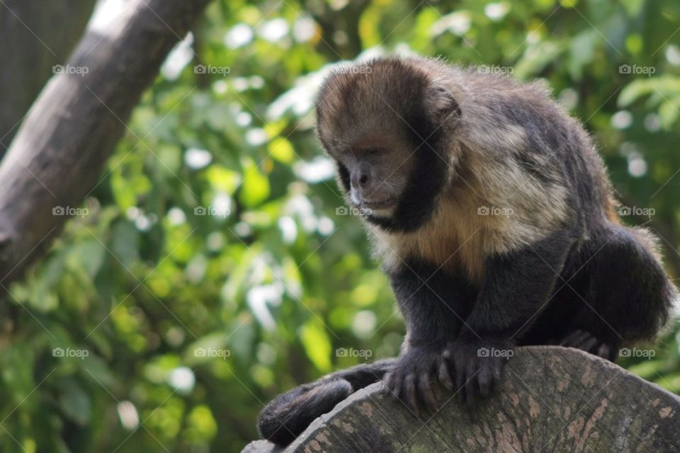 Monkey posing for picture