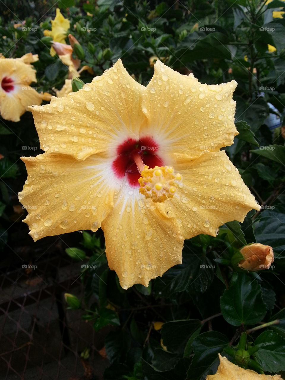 hibiscus