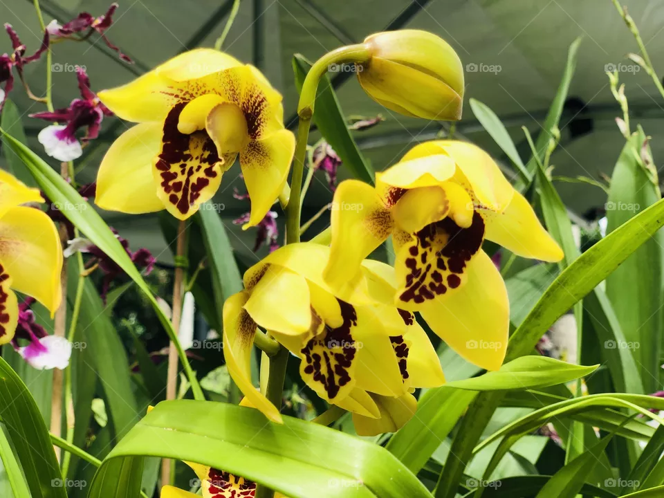 Orchids