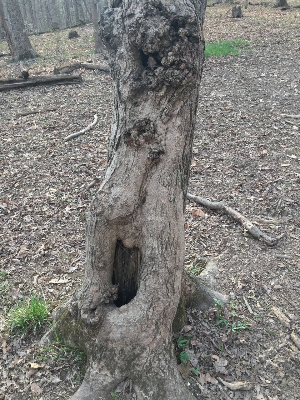 Cool tree in our woods