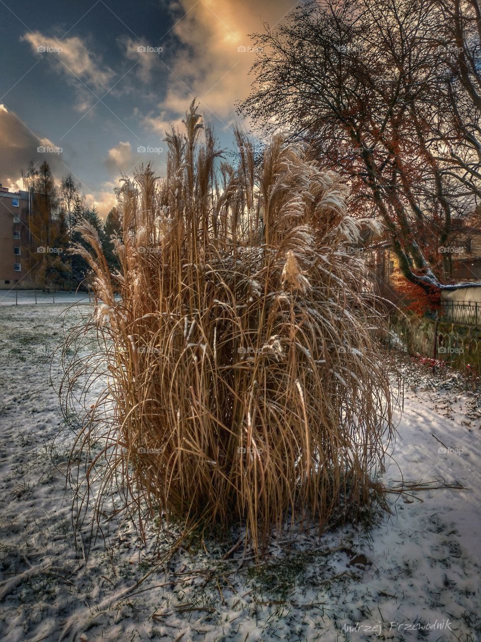 Duszniki Zdrój jesienne trawy