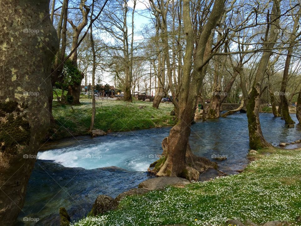 Stream flowing through trees in Greece