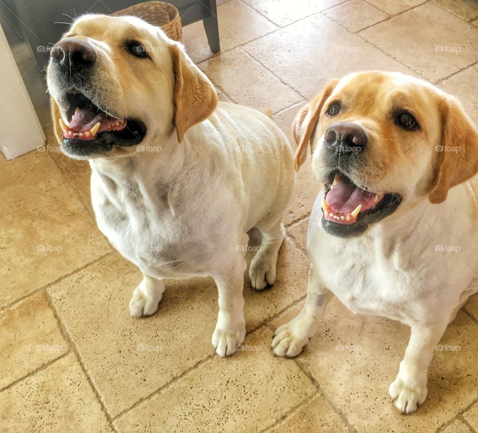 Two golden Labrador's waiting for a treat