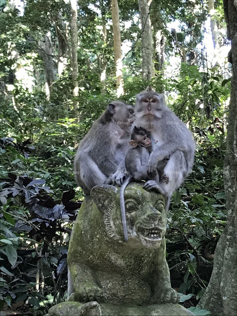 The power of family!This photo was taken in Bali, Indonesia,in the monkey forest. No matter if you are animal or man, the family comes first.The little one feeling safe while hugging the papa whilst the mother stays near them.Home is where family is.