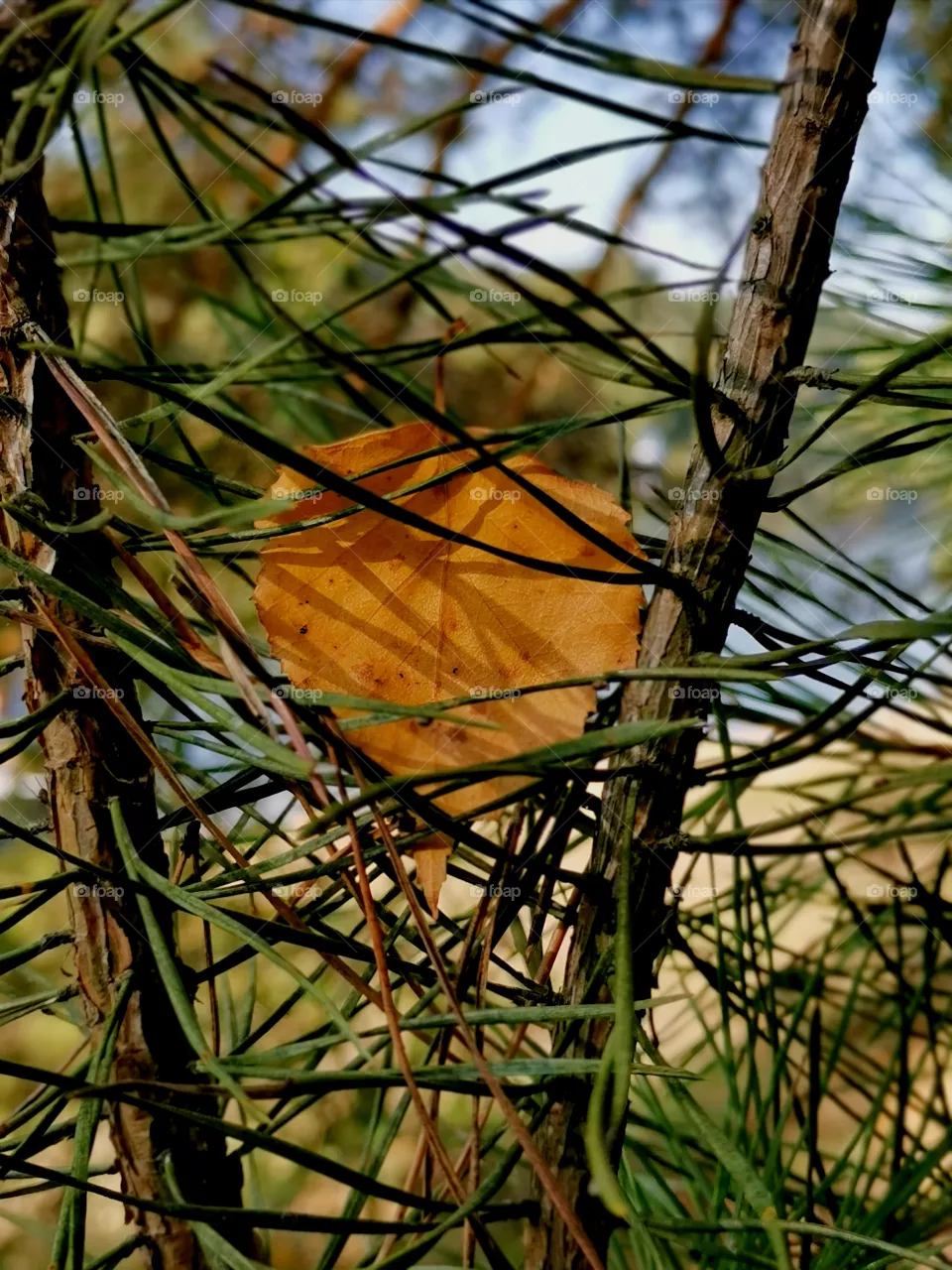 leaf of tree