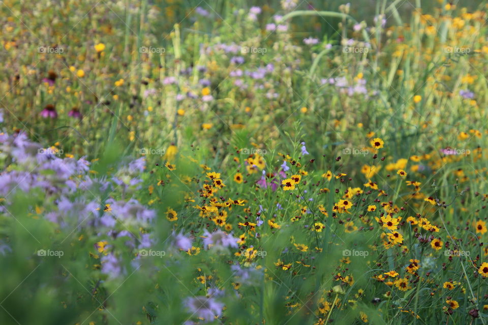 Field of flowers