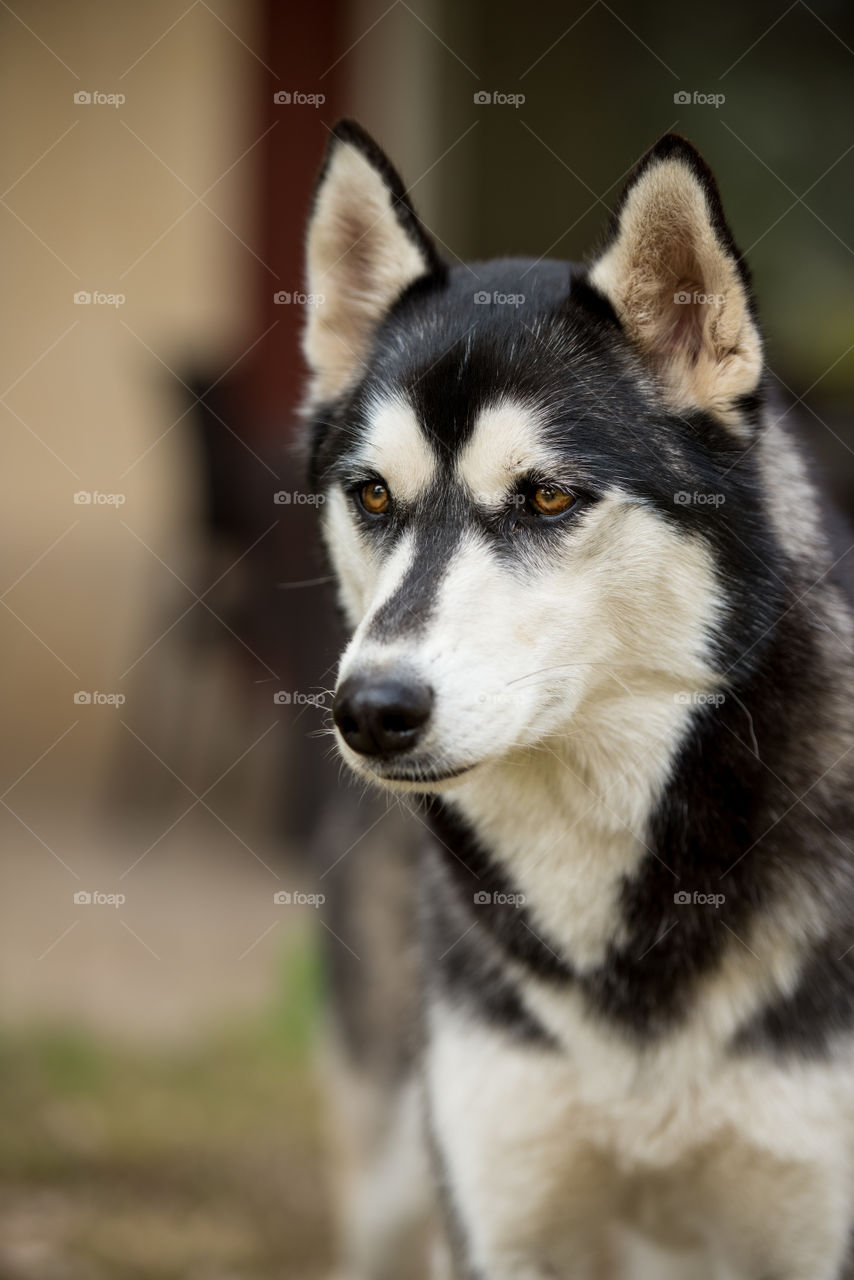 Portrait of a husky