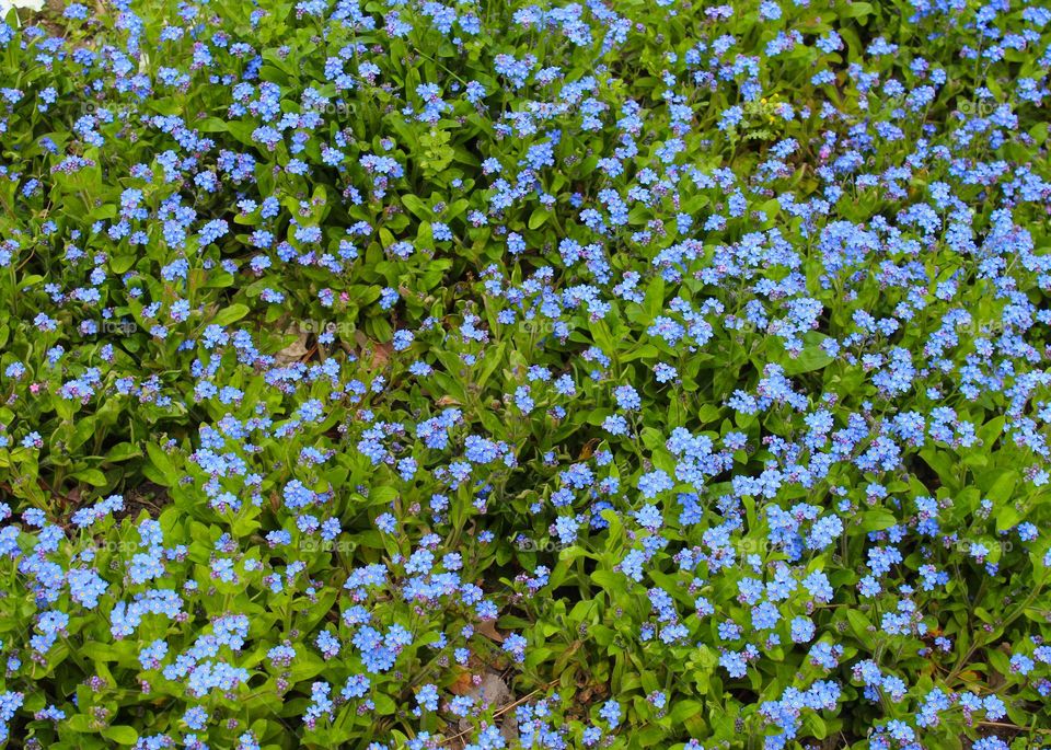 Close up of blue Sylvatica or Forget-me-not flowers.  Full frame of harbinger of spring