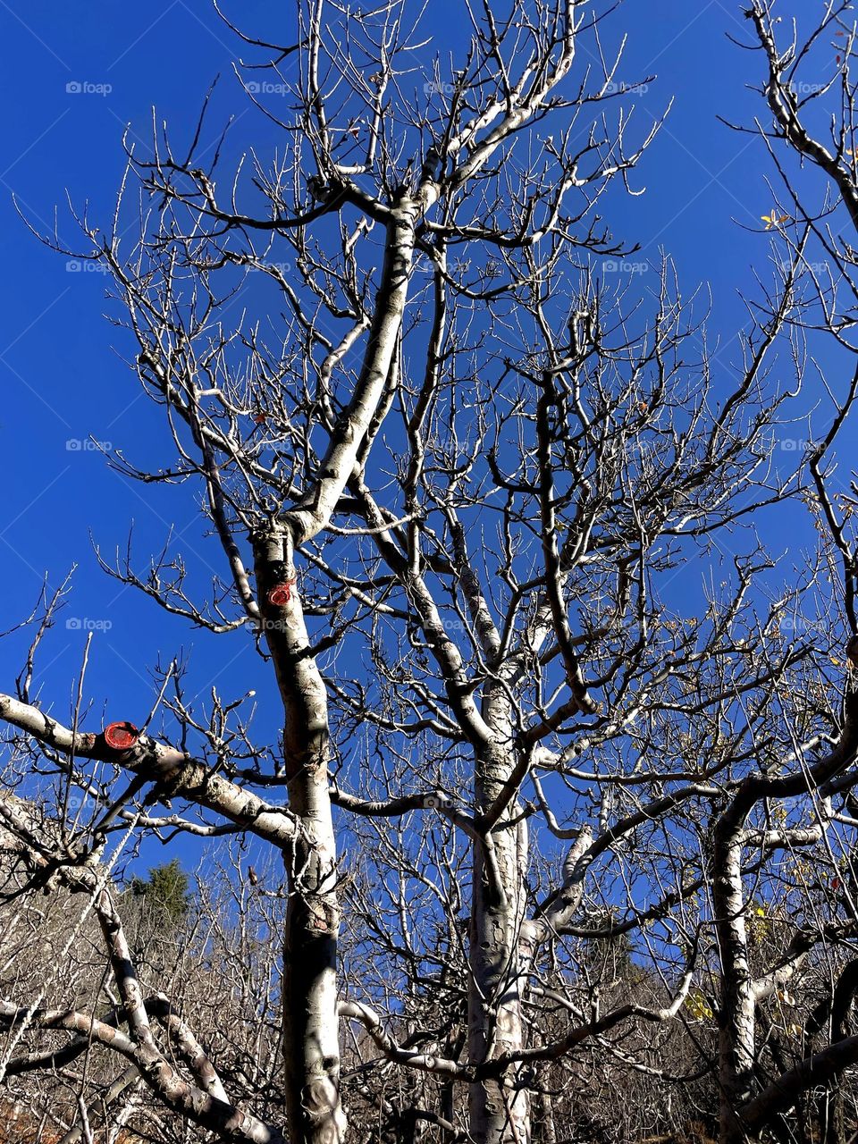 apple trees in winter