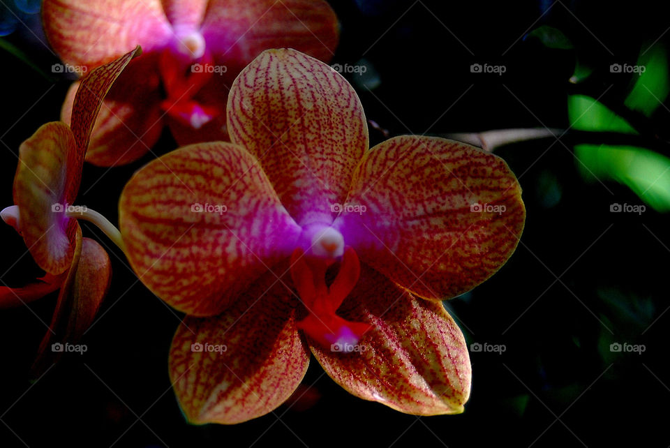 Orchids of Chapada Diamantina, Bahia