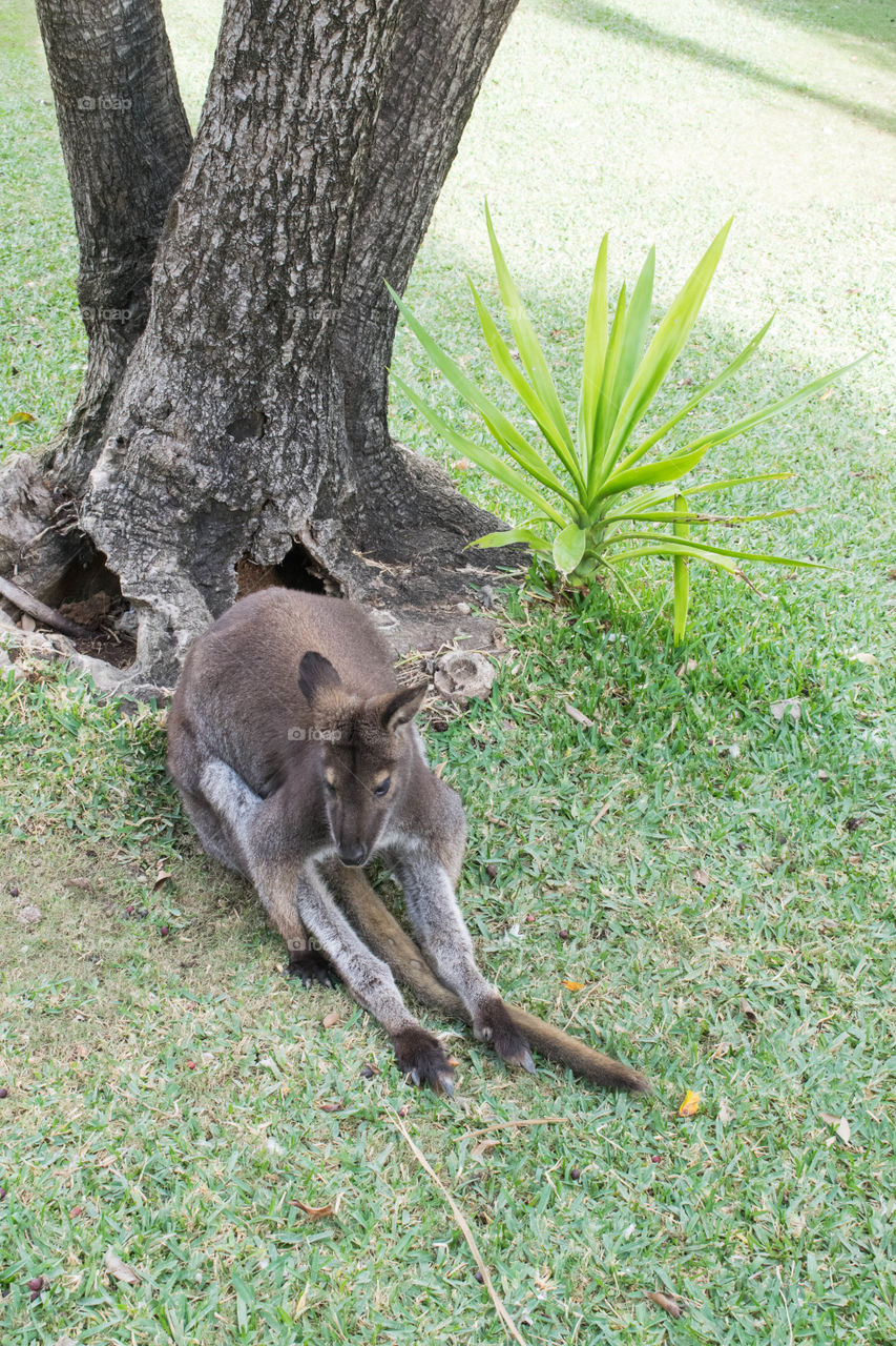 a lonely kangaroo