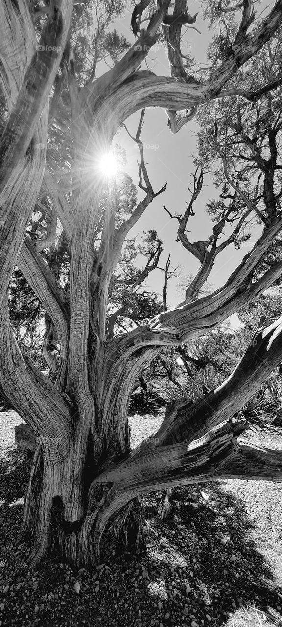 a tree at the end of the grand canyon with the sun shining in behind it. The wind smooths the limbs of the tree.