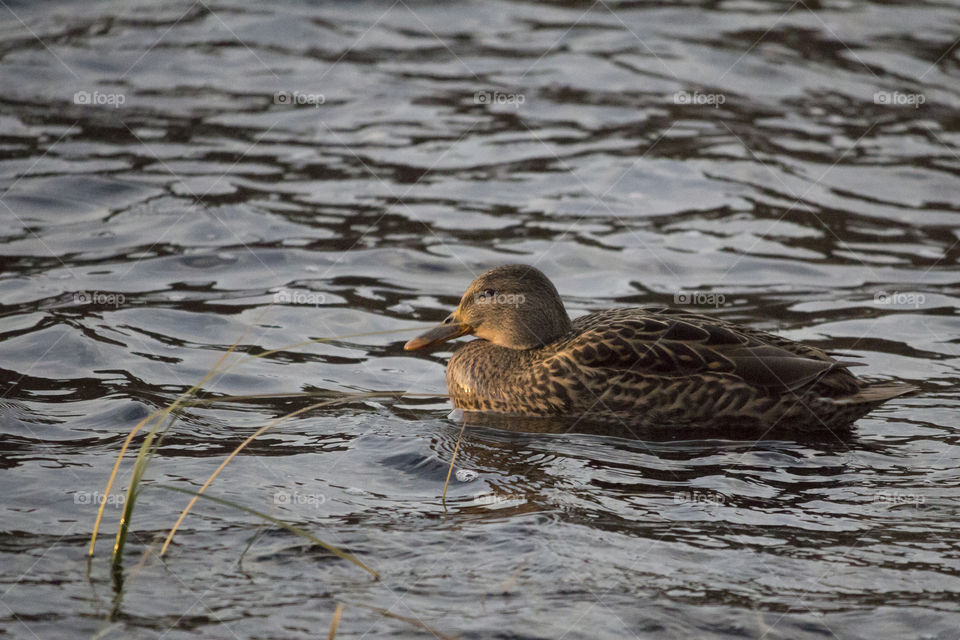 Beautiful female mallard duck in the sun