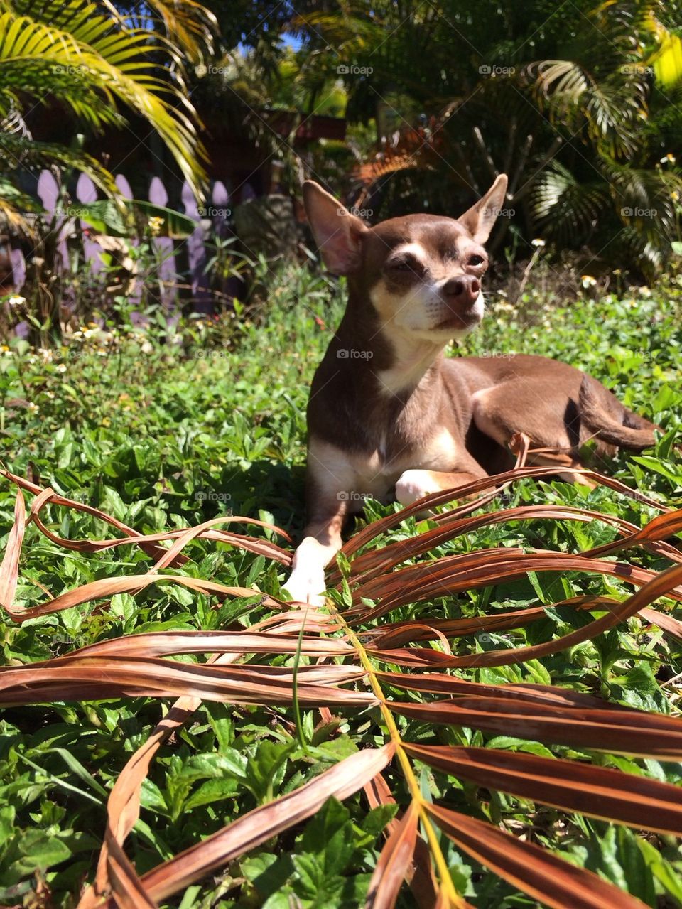 Chihuahua2