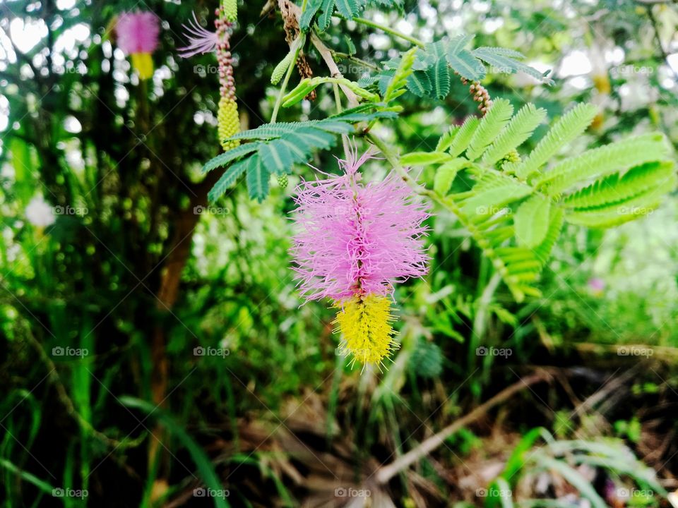 very amezing flowers from India