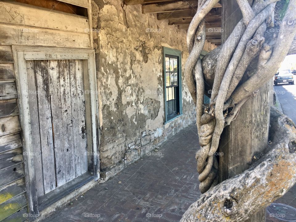 Long roots twining around an aged tree outside a weathered historic building in downtown Sonoma with cracked walls, a rustic old door and a broken window 