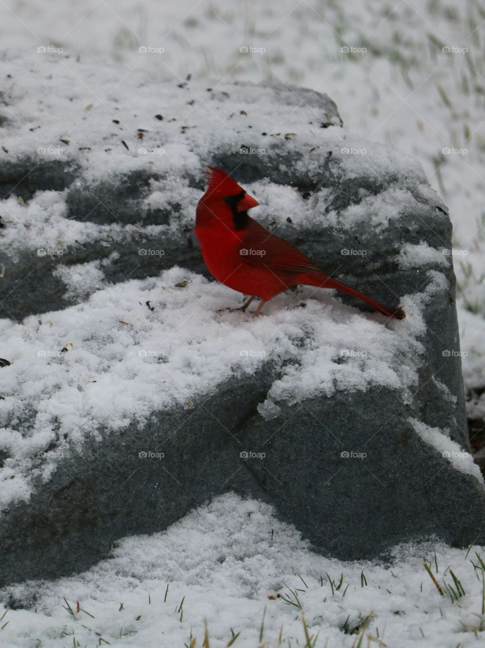 cardinal in snow