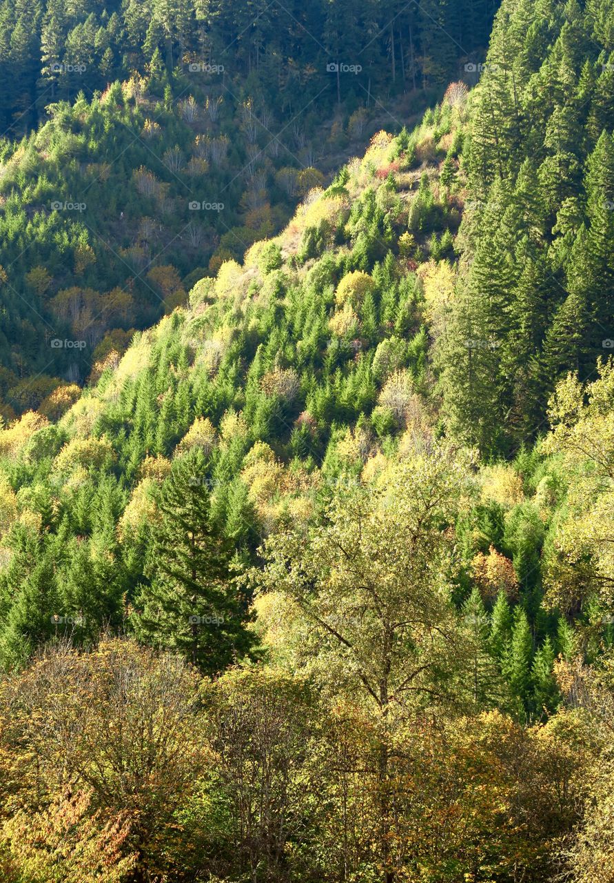 High angle view of trees in forest