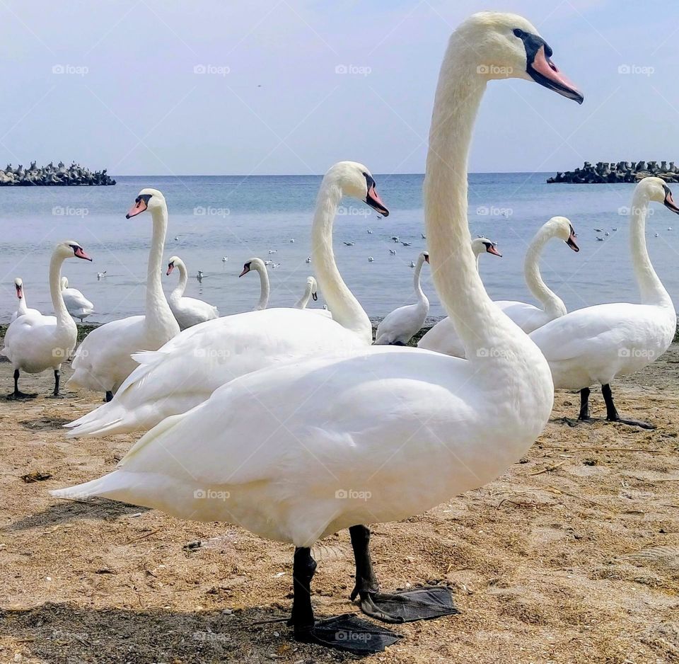 White swans on land 🦢🦢🦢