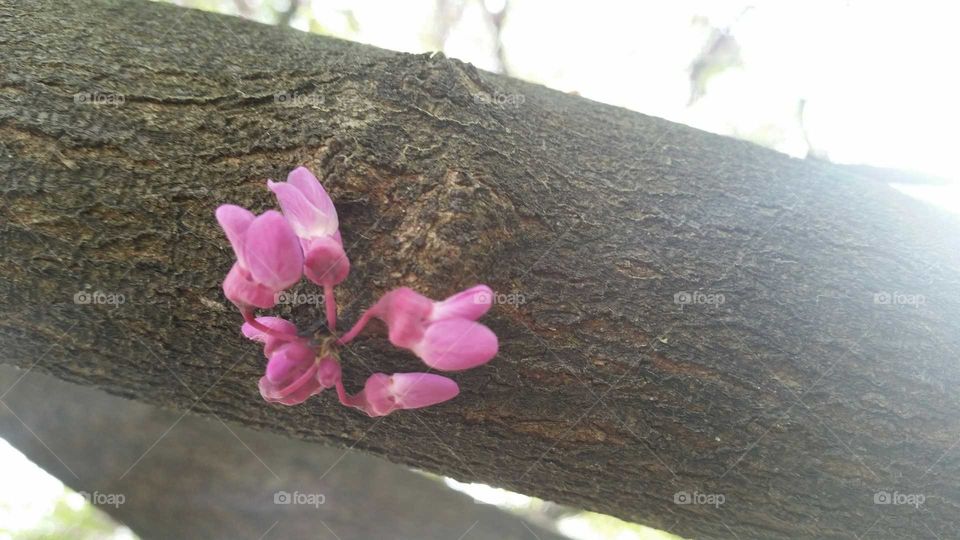Nature, Flower, Tree, Flora, Beautiful