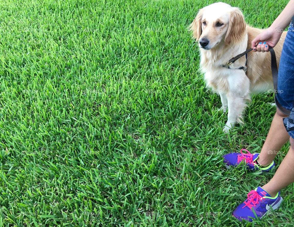 golden retriever and a large area of bright green grass