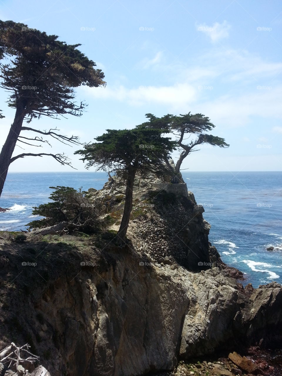 Cypress trees, including The Lone Cypress in Del Monte Forest, CA. Part of the attractions of the 18 mile drive circuit in Pebble Beach.